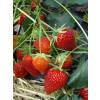 Strawberry plant 'Charlotte'