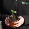Strawberry plant 'Cirafine'