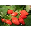 Strawberry plant 'Gariguette'