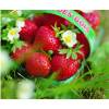 Strawberry plant 'Mara des bois'