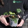 Strawberry plant 'Mara des bois'