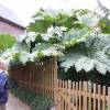 Gunnera manicata, Giant rhubarb