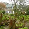 Gunnera manicata, Giant rhubarb