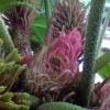 Gunnera manicata, Giant rhubarb