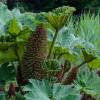 Gunnera manicata, Giant rhubarb