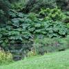 Gunnera manicata, Giant rhubarb