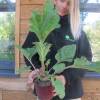 Gunnera manicata, Giant rhubarb