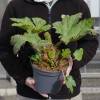Gunnera manicata, Giant rhubarb