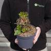 Gunnera manicata, Giant rhubarb