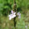 Vervain, Common