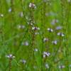 Vervain, Common