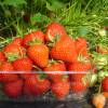 Strawberry plant 'Matis'