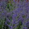 Russian Sage 'Blue spire'