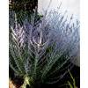 Russian Sage 'Blue spire'