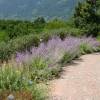 Russian Sage 'Blue spire'