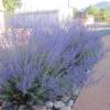 Russian Sage 'Blue spire'