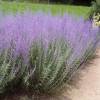 Russian Sage 'Blue spire'