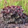 Alum root 'Midnight rose'