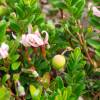 Cranberry
