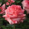 Rose 'Arthur Rimbaud'