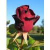 Rose 'Black Baccara'