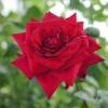 Rose 'Edith Piaf'