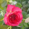 Rose 'Bolchoi'