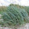 Grass, Sea Lyme