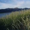 Grass, Sea Lyme