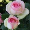 Rose 'Pierre de Ronsard'