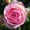 Rose 'Pierre de Ronsard'