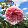 Rose 'Pierre de Ronsard'