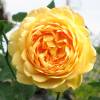 Rose 'Golden Celebration'