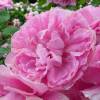 Rose 'Mary Rose'