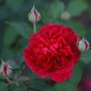 Rose 'William Shakespeare 2000'