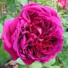 Rose 'William Shakespeare 2000'