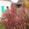 Currant, flowering