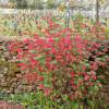 Currant, flowering