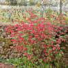 Currant, flowering