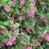 Currant, flowering