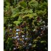 Currant, flowering