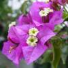 Bougainvillea, Mauve