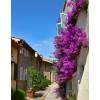 Bougainvillea, Mauve