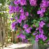 Bougainvillea, Mauve