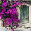 Bougainvillea, Mauve