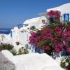 Bougainvillea, Mauve