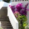 Bougainvillea, Mauve