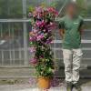 Bougainvillea, Mauve