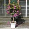 Bougainvillea, Mauve