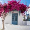Bougainvillea, Mauve